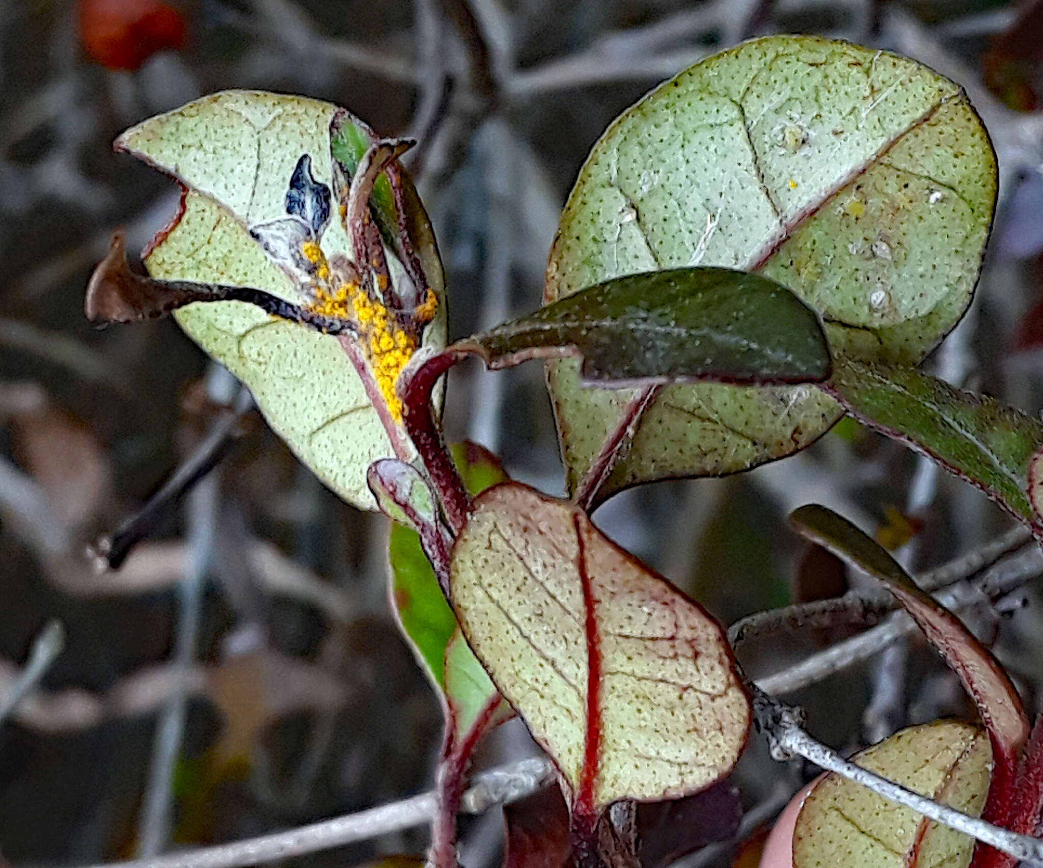 Image of Myrtle rust