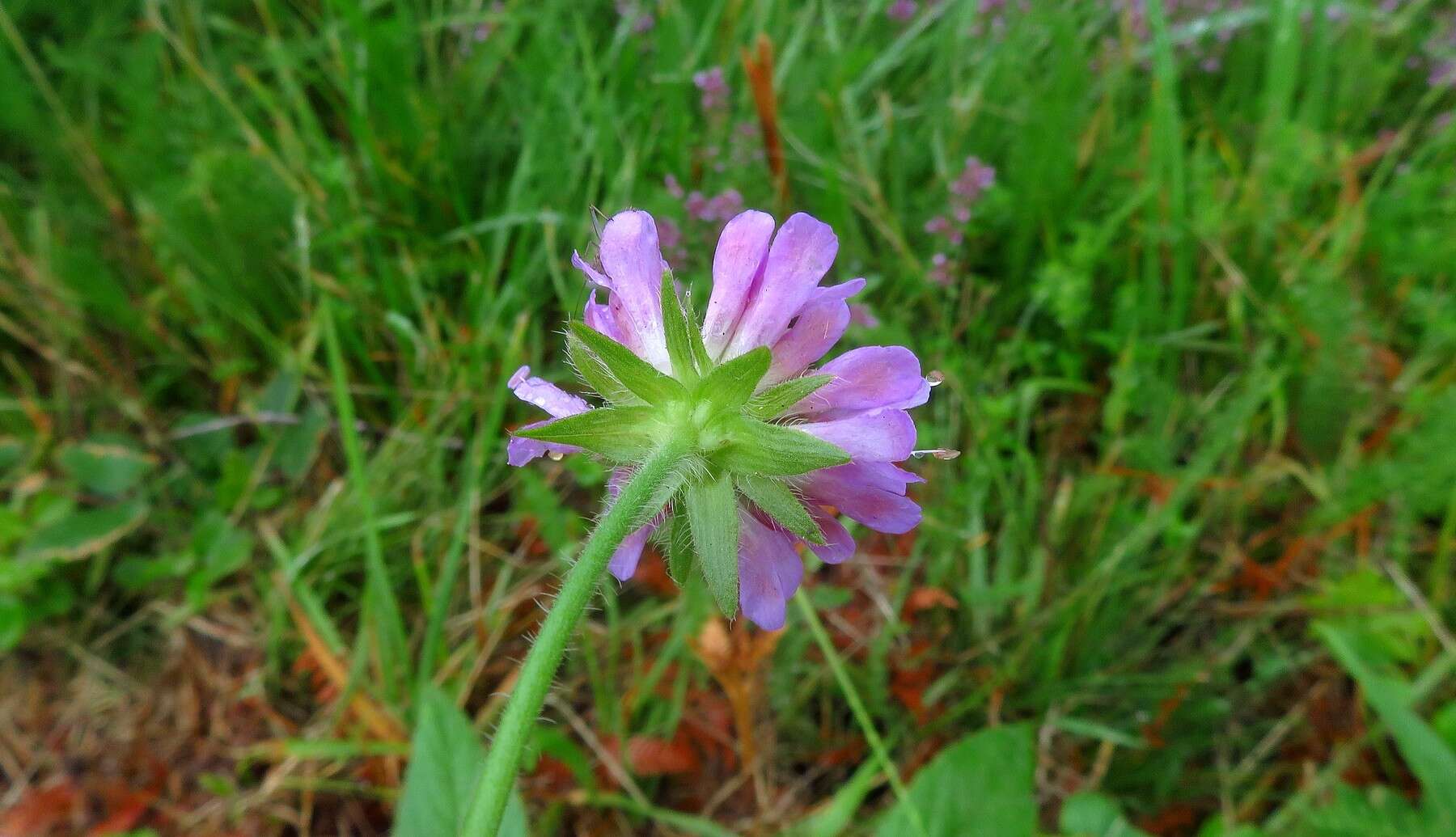 Слика од Knautia nevadensis (M. Winkler ex Szabó) Szabó