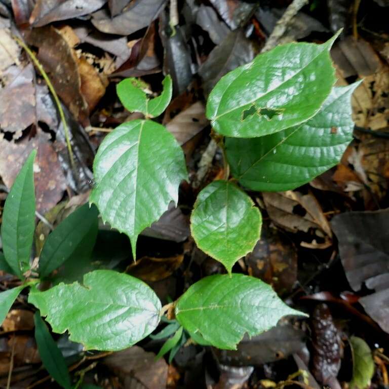 Image of Theobroma subincanum Mart.