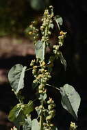 Imagem de Abutilon angulatum (Guill. & Perr.) Mast.