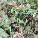 Sivun Trifolium bocconei Savi kuva