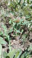 Image of Twin-headed Clover