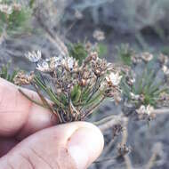 Image of Euryops linifolius (L.) DC.