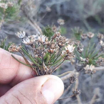 Euryops linifolius (L.) DC. resmi