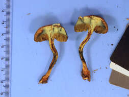 Image of Boletus ochraceoluteus Bessette, Both & A. R. Bessette 1998