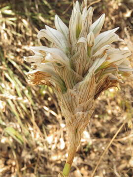 Image of Deiregyne diaphana (Lindl.) Garay