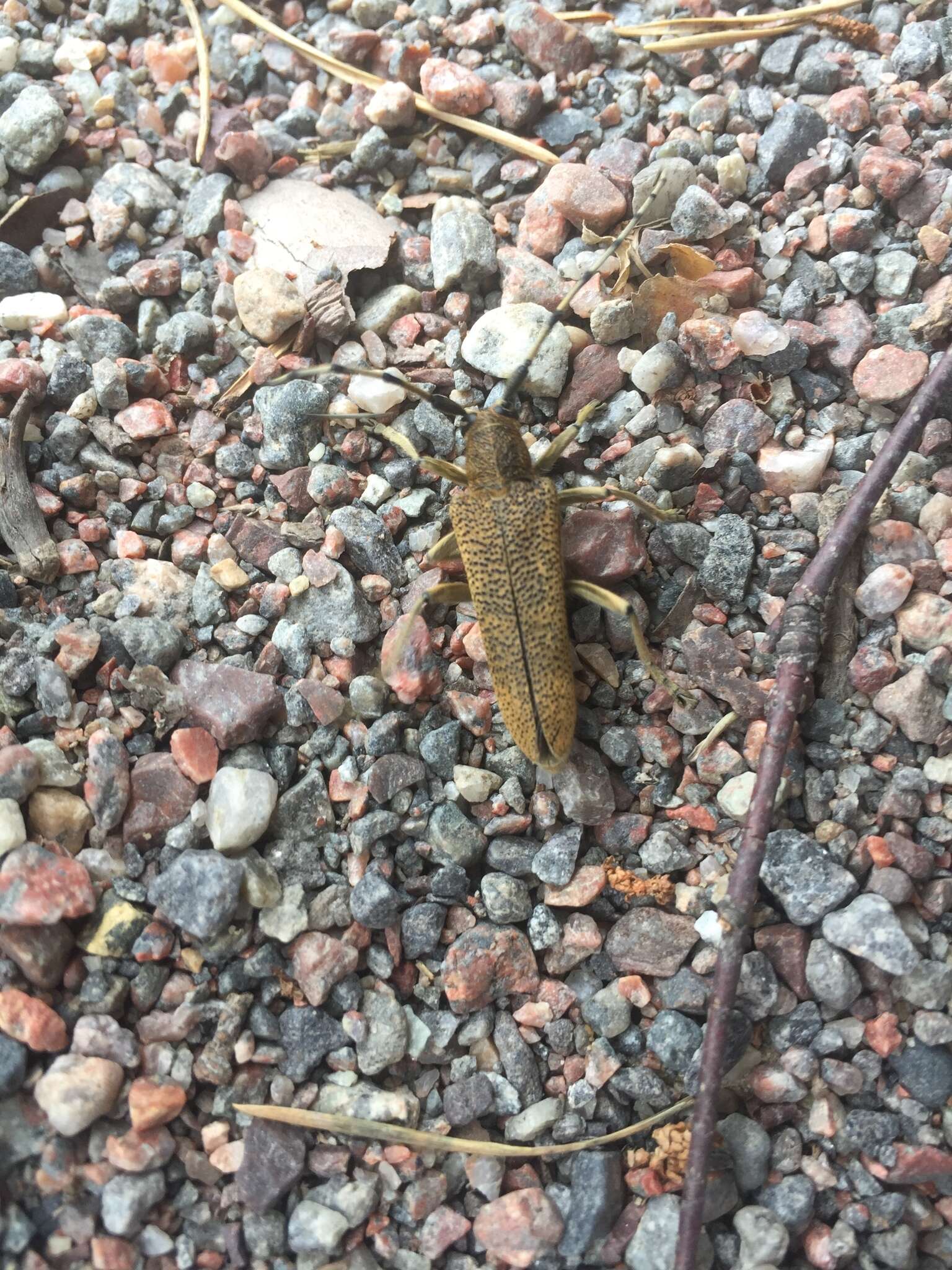 Image of Poplar Long-Horned Beetle