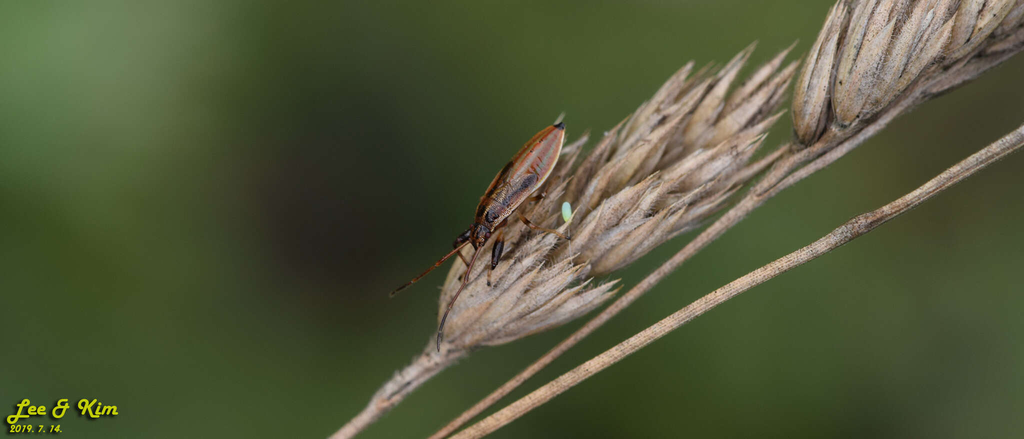 Image of Pachygrontha antennata (Uhler & P. R. 1860)