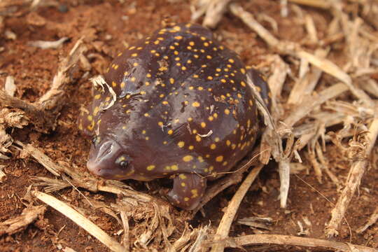 Image of Spotted Burrowing Frog