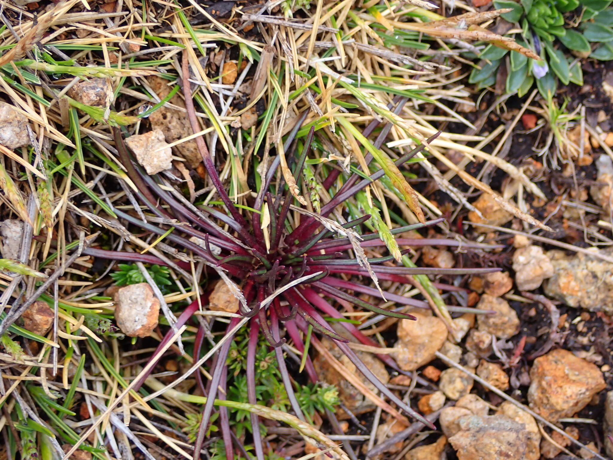 Imagem de Lysipomia multiflora McVaugh