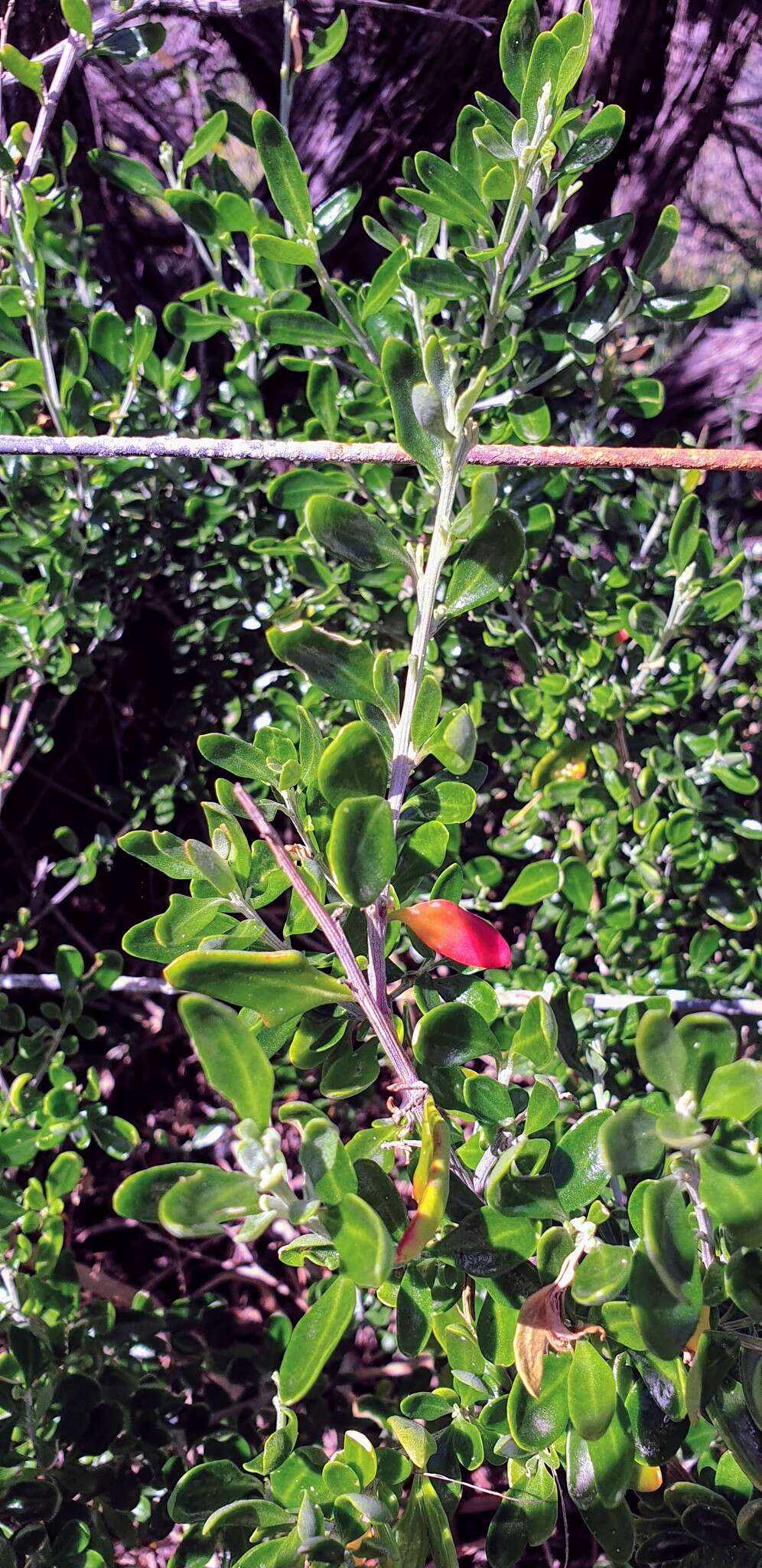 Chenopodium candolleanum subsp. candolleanum的圖片