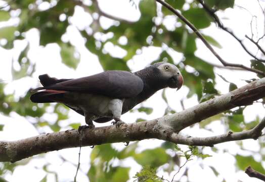 Image de <i>Psittacus erithacus timneh</i> Fraser 1844