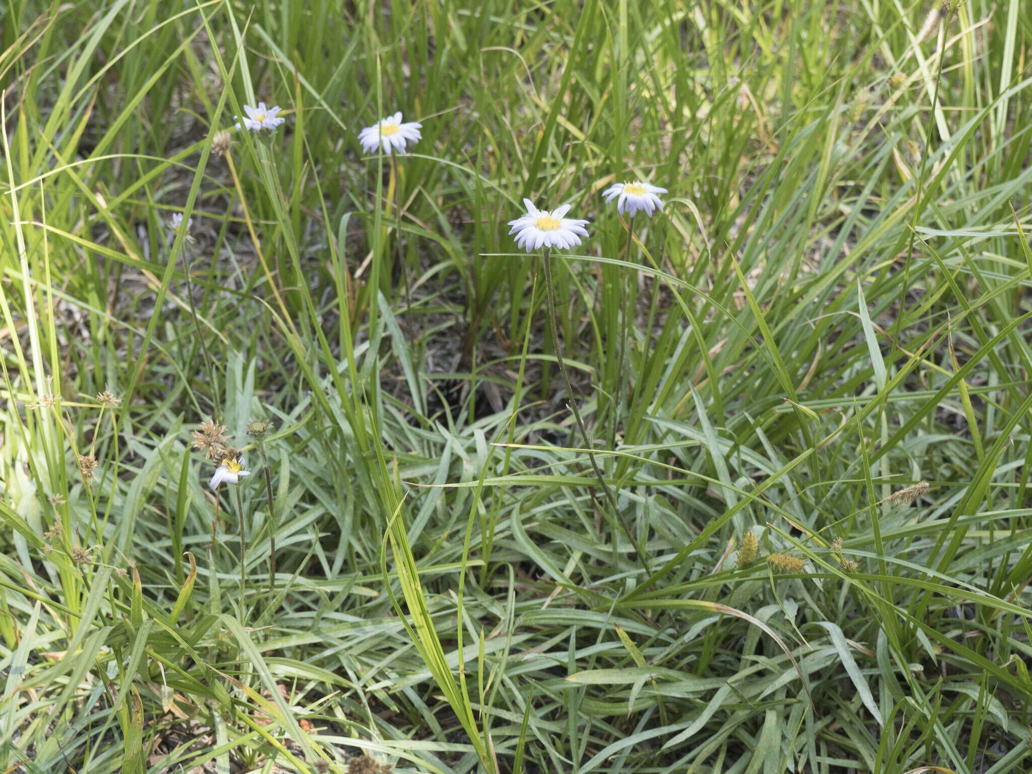 Image of tundra aster