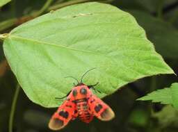 Image of Glanycus insolitus Walker 1855