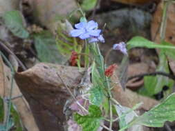 Eranthemum roseum (Vahl) R. Br. resmi