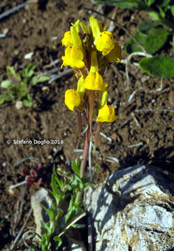 Plancia ëd Linaria amethystea subsp. multipunctata (Brot.) Chater & D. A. Webb