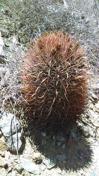 Ferocactus chrysacanthus (Orcutt) Britton & Rose resmi