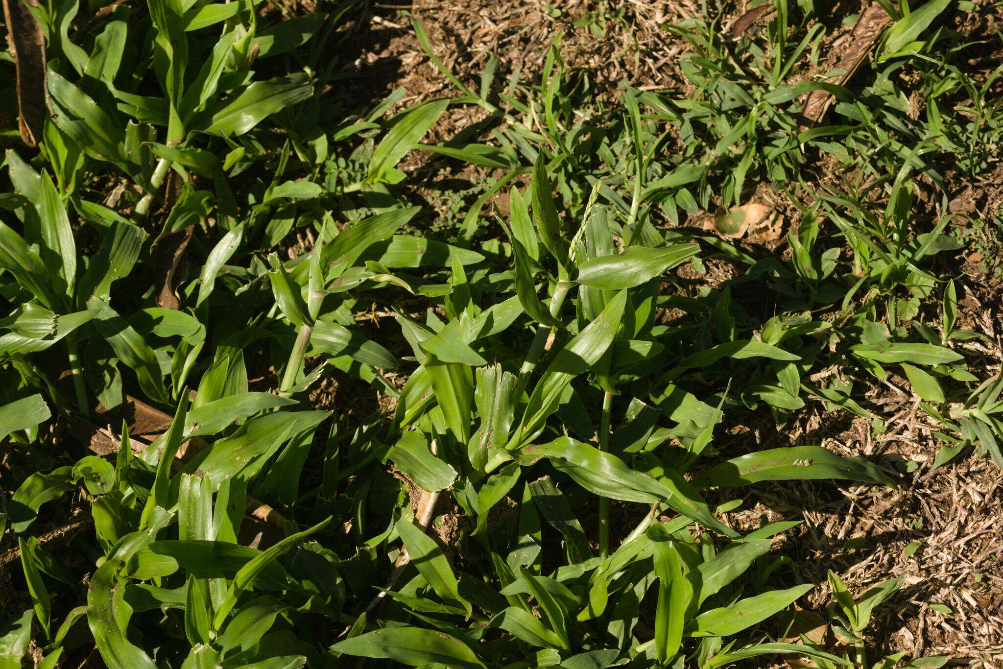 Plancia ëd Brachiaria plantaginea (Link) Hitchc.