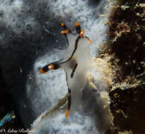 Image of Orange tip black line grey slug