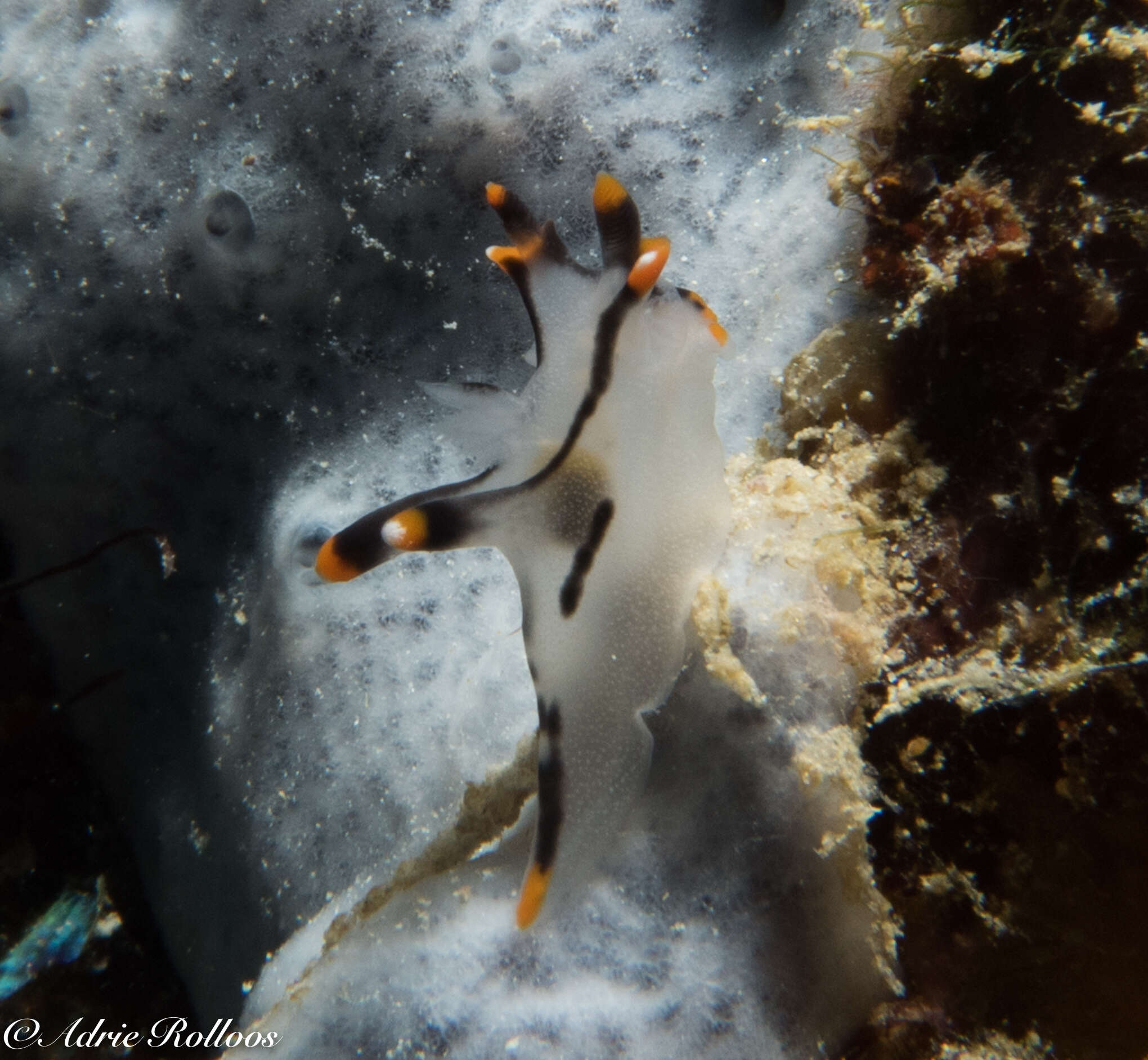 Image of Orange tip black line grey slug