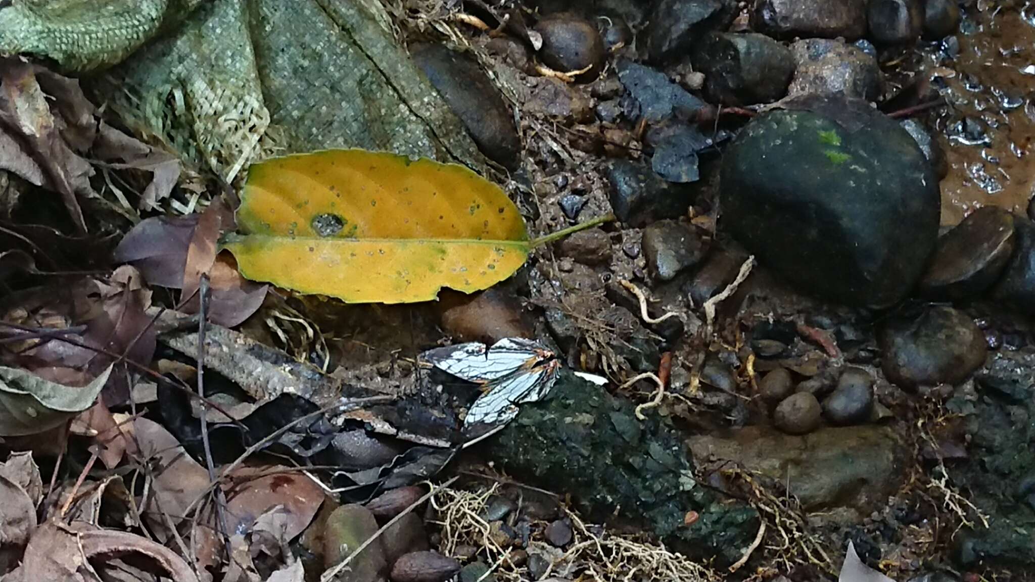 Cyrestis thyodamas chinensis Martin 1903的圖片