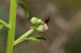 Imagem de Scrophularia lucida L.