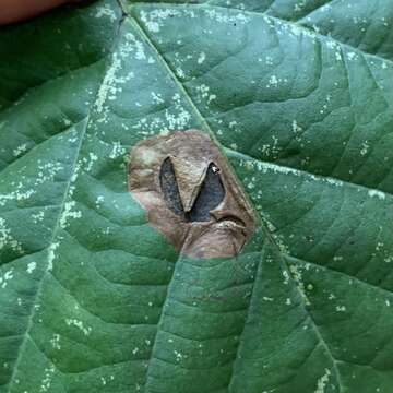 Image of Sycamore Leaf Blotch Miner