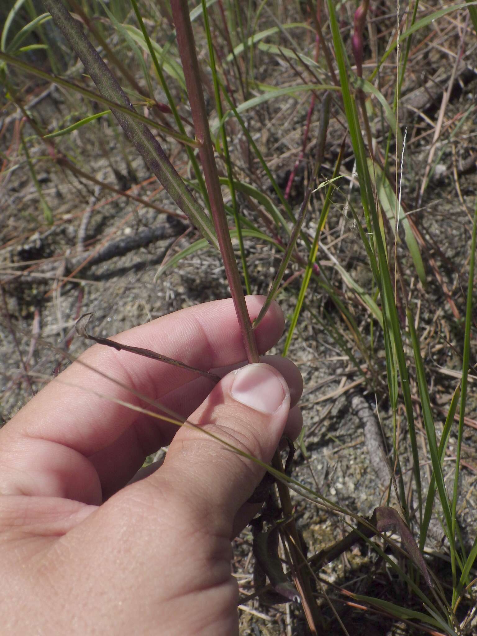 صورة Vernonia blodgettii Small