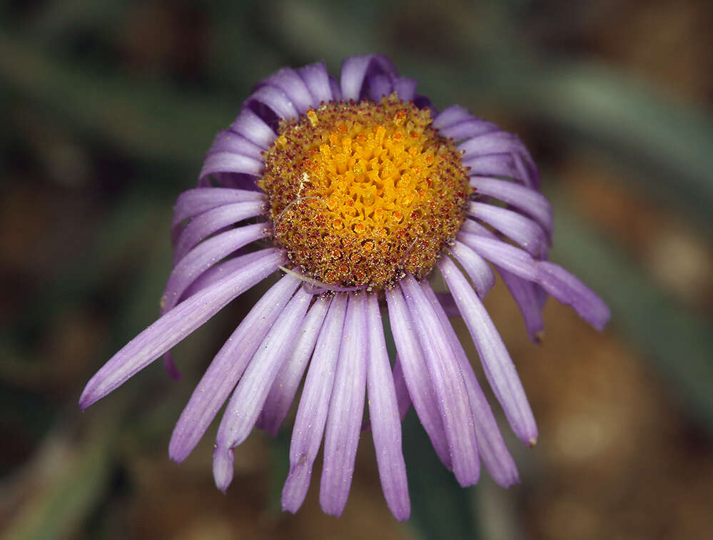 Image of Clokey's fleabane