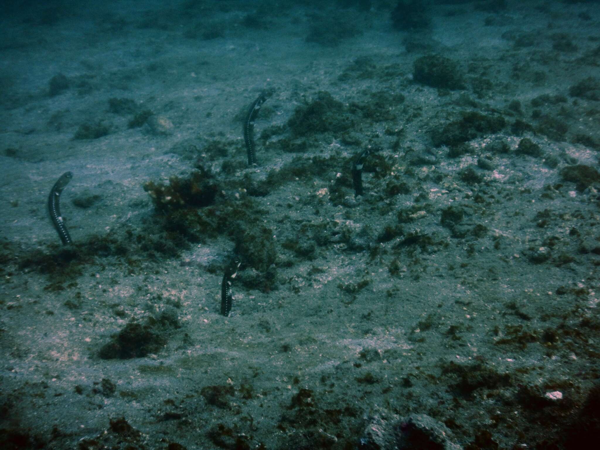 Image of Galapagos garden eel