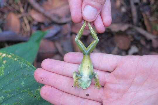 صورة Hyloscirtus palmeri (Boulenger 1908)