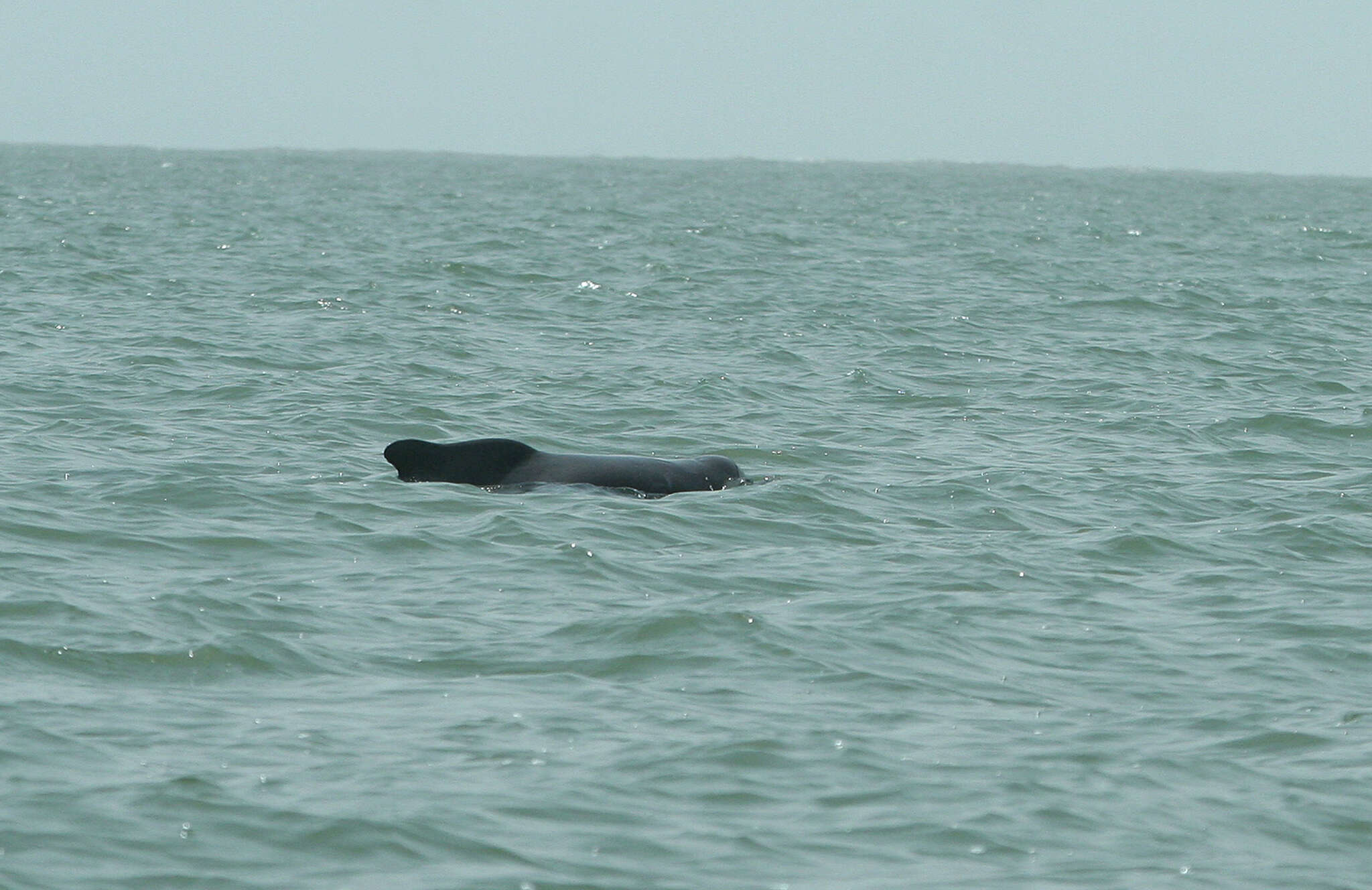 Image of Atlantic Hump-backed Dolphin