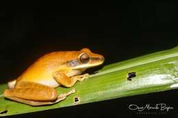 Image of Basin Treefrog