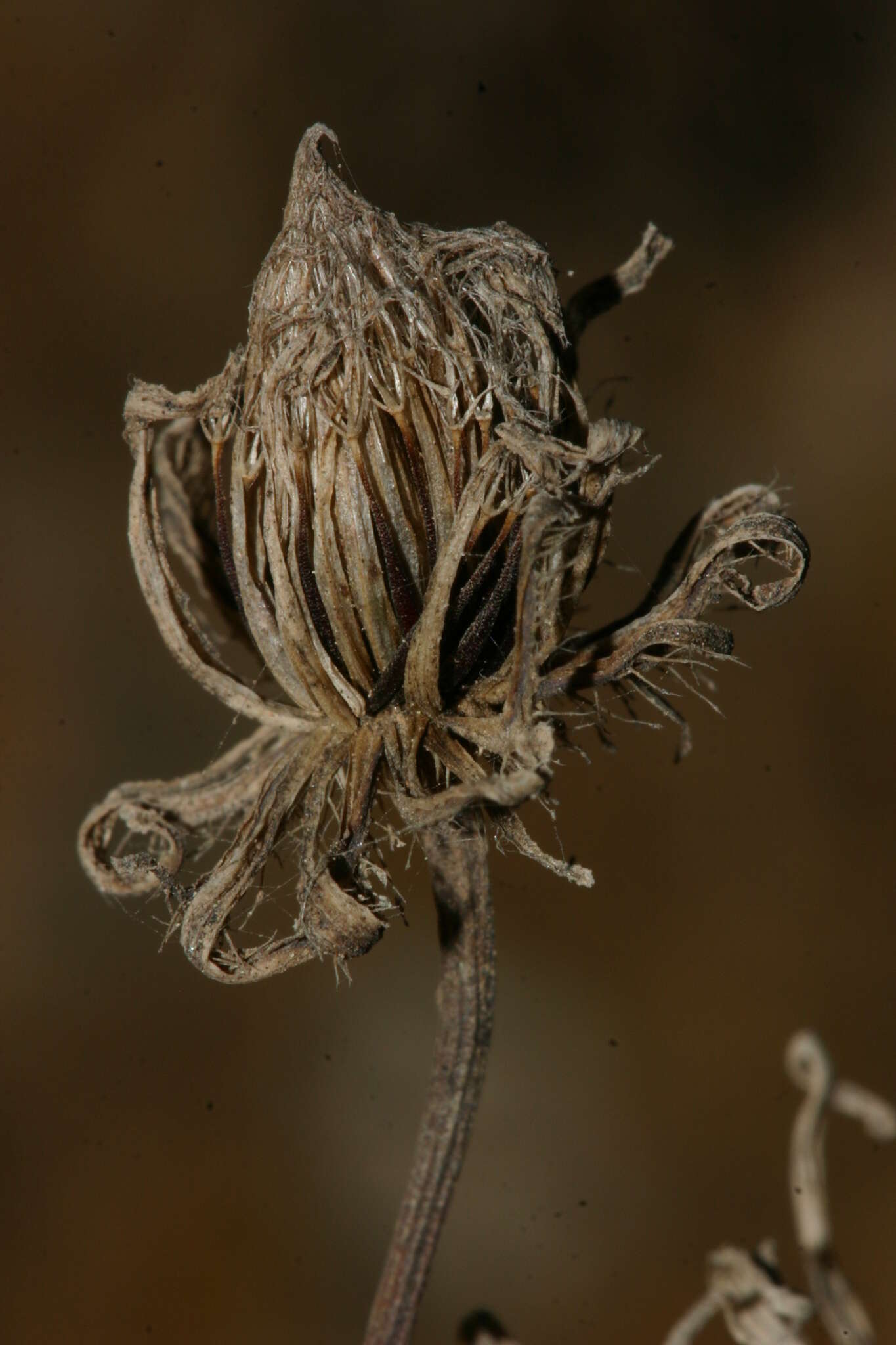 Hypochaeris laevigata (L.) Cesati resmi