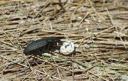 Imagem de Carabus (Limnocarabus) clatratus Linnaeus 1760