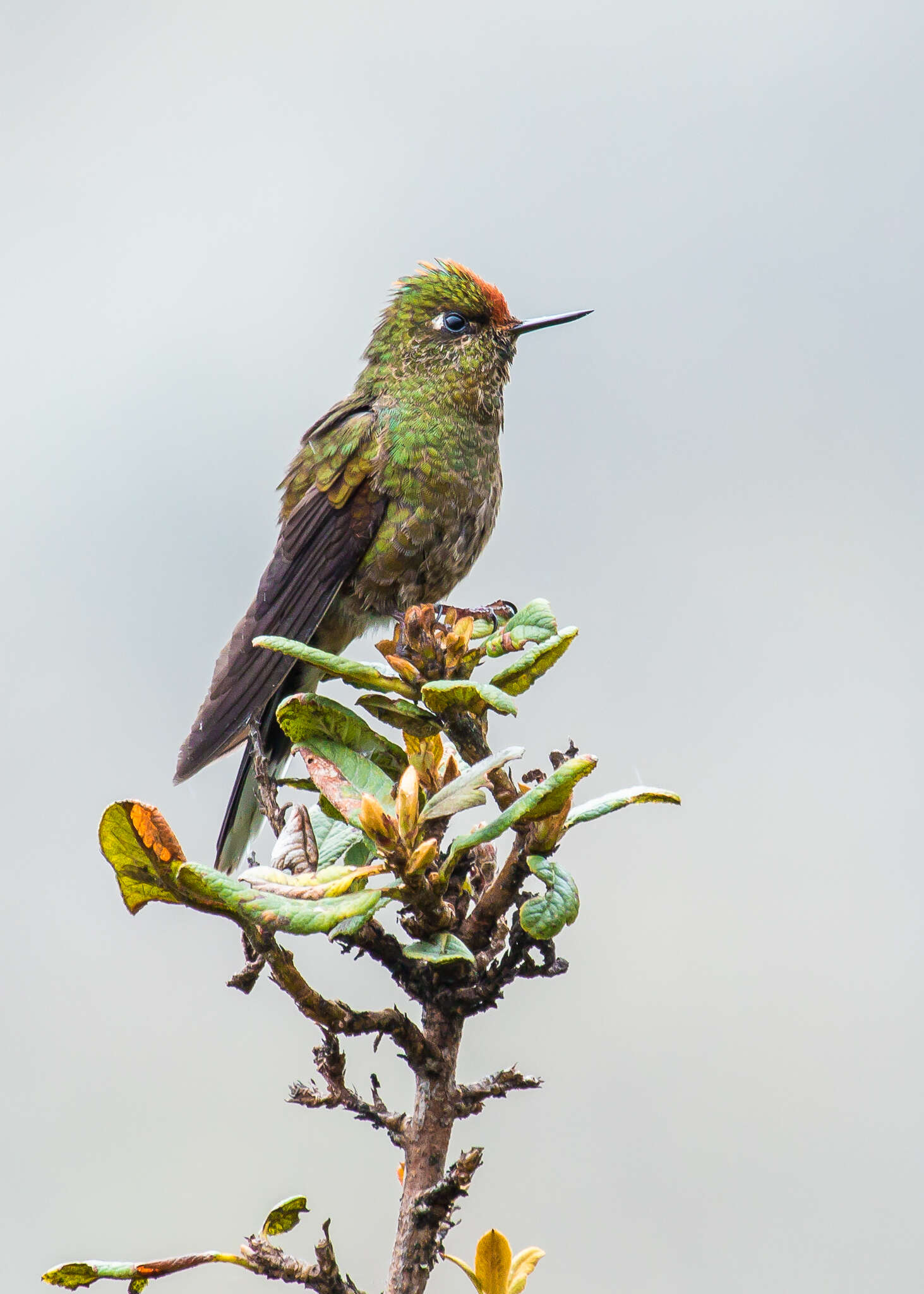 Image of Rainbow-bearded Thornbill