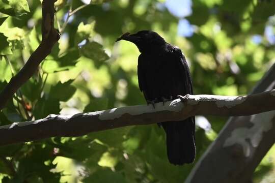 Image of Corvus brachyrhynchos brachyrhynchos Brehm & CL 1822