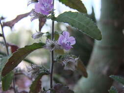 Image of Loeselia coerulea (Cav.) G. Don