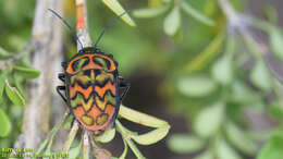 Image of Poecilocoris Dallas 1848