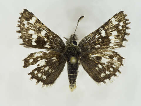 Image of Two-banded Checkered Skipper