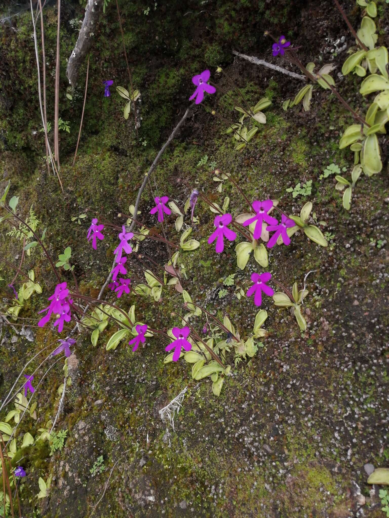 Pinguicula oblongiloba A. DC.的圖片