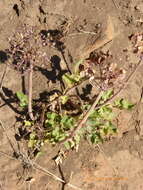 Image of shiny biscuitroot