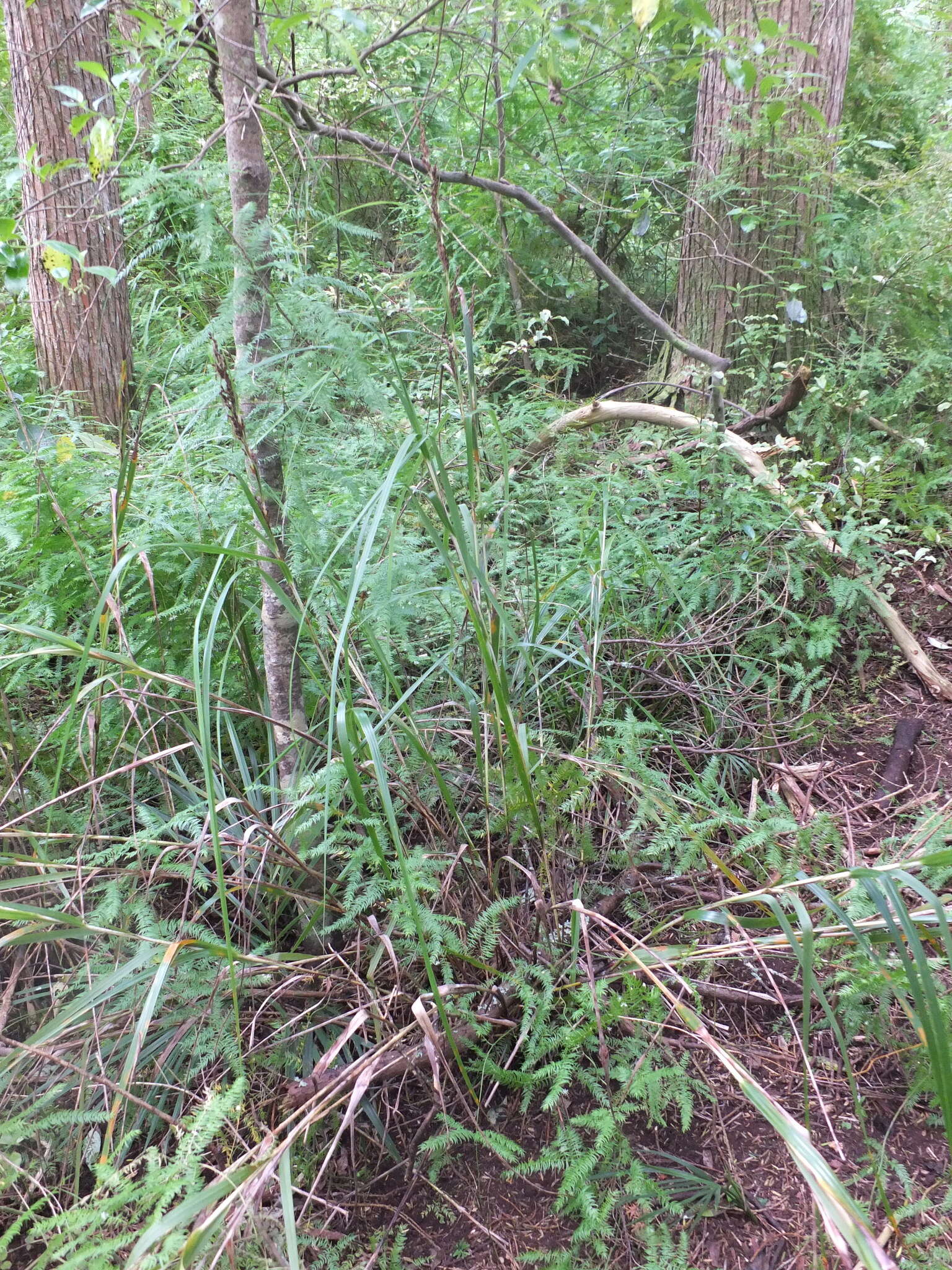 Image of Lanai sawsedge