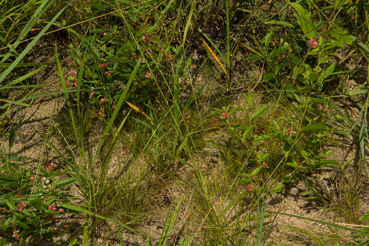 Imagem de Indigofera erythrogramma Baker