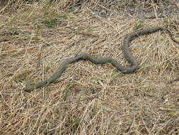 Philodryas patagoniensis (Girard 1858) resmi