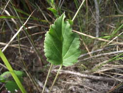 Image of Pelargonium elegans (Andr.) Willd.