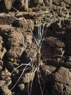 Image of Xerophyta hirtiflora Behnke & E. Hummel