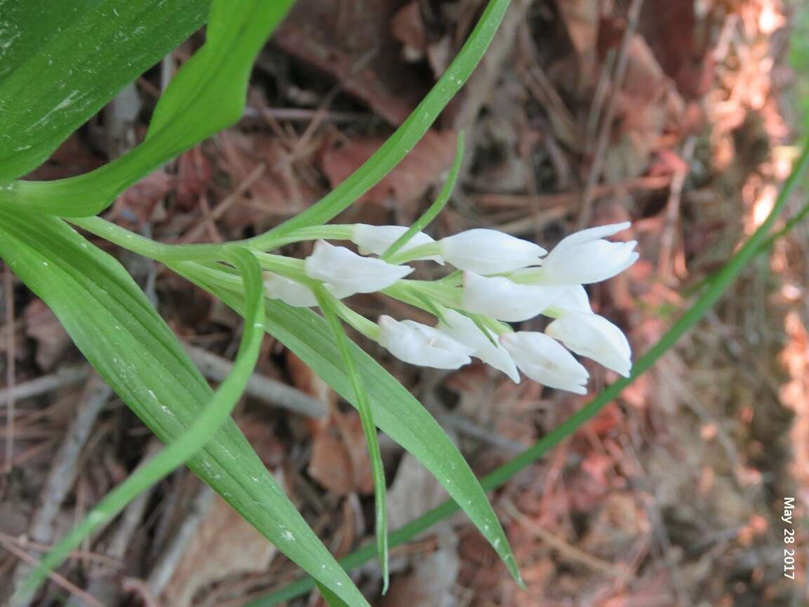 Cephalanthera longibracteata Blume的圖片