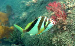 Image of Crested morwong