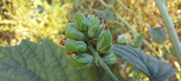 Image de Cullen corylifolium (L.) Medik.